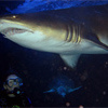 Shark1_gallery